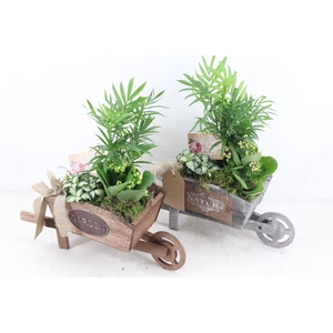 arr2 TD - Hout kruiwagen - roze/wit