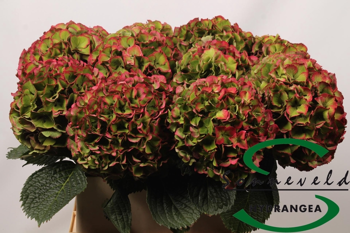 <h4>Hydrangea glowing alps vuurbaak</h4>