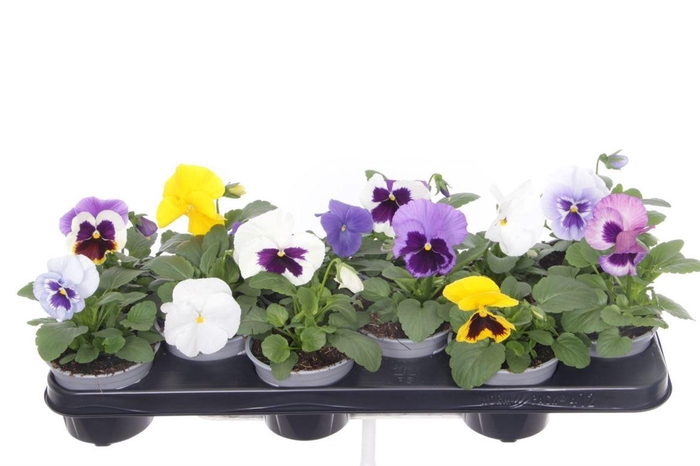 <h4>Viola F1 Gemengd Wittrockiana</h4>