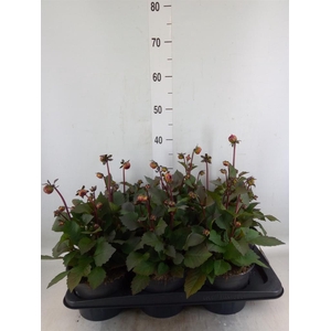 Dahlia  'Dahlinova Tempt Golden'