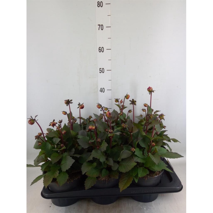 <h4>Dahlia  'Dahlinova Tempt Golden'</h4>