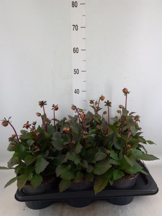 <h4>Dahlia  'Dahlinova Tempt Golden'</h4>