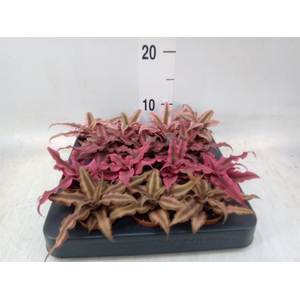 Cryptanthus   ...mix