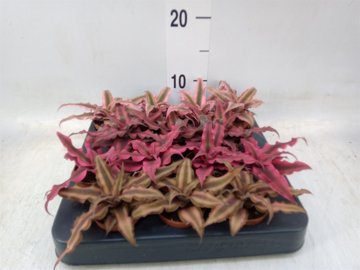 <h4>Cryptanthus   ...mix</h4>