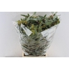 Euca Populus Berry Cones 300 Gram