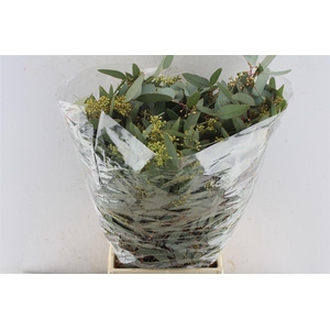 Euca Populus Berry Cones 300 Gram