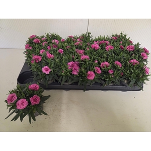 DIAN OSC PURPLE WING