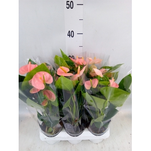 Anthurium andr. 'Spirit'