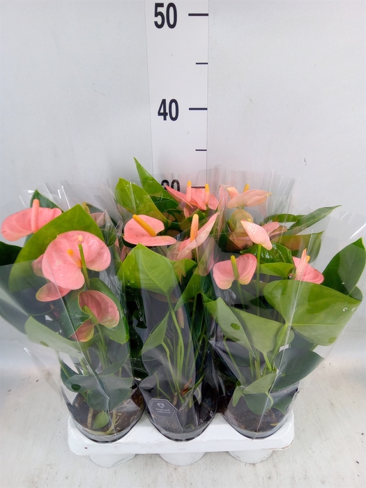 <h4>Anthurium andr. 'Spirit'</h4>