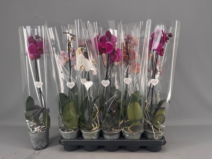 <h4>PHAL GEM 5 KL</h4>