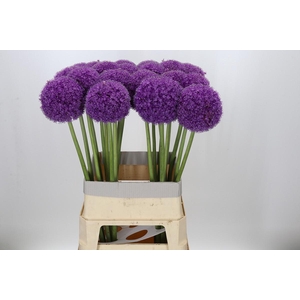 Allium Giganteum
