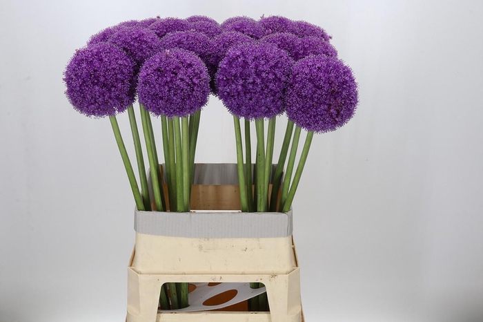 <h4>Allium Giganteum</h4>