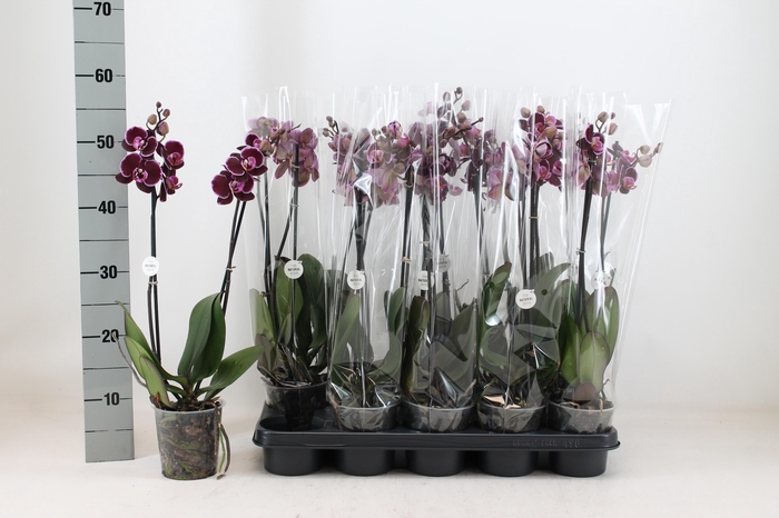 <h4>PHAL AN MONTPELLIER</h4>