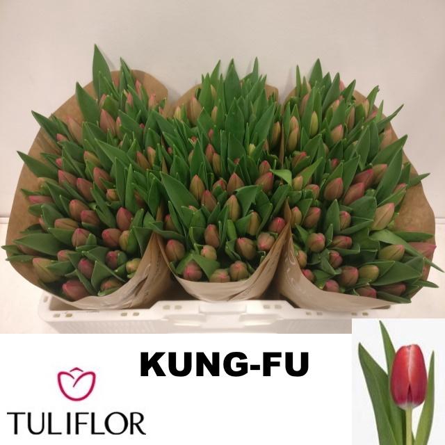 <h4>TU EN KUNG-FU</h4>