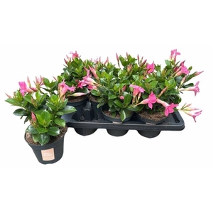 MANDE SUN PINK