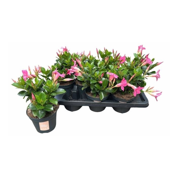 <h4>MANDE SUN PINK</h4>