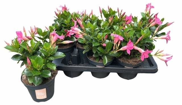 <h4>MANDE SUN PINK</h4>