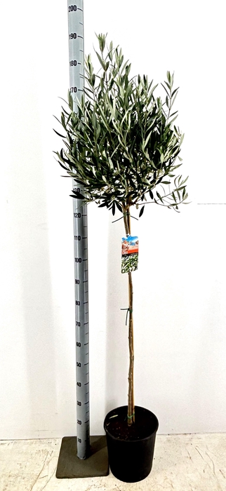 <h4>OLEA EUROPAEA</h4>