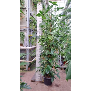 Syngonium podophyllum Mottled