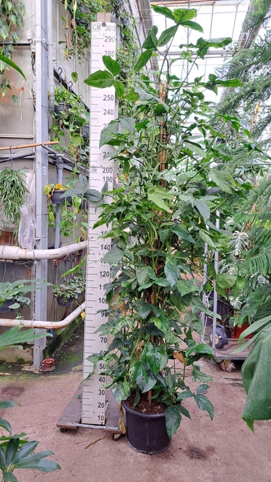 <h4>Syngonium podophyllum Mottled</h4>