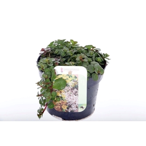 Sedum spurium Coccineum