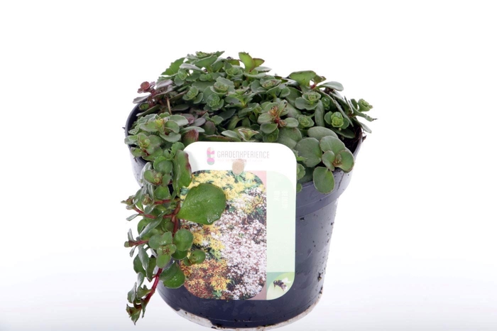 <h4>Sedum spurium Coccineum</h4>