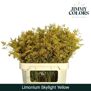 Limonium Skylight L80 Yellow