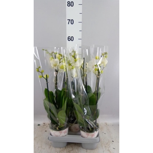 Phalaenopsis   ...mix