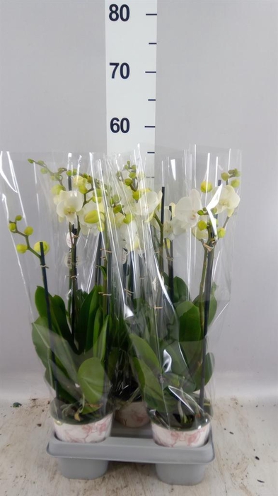 <h4>Phalaenopsis   ...mix</h4>
