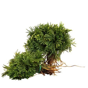 LYCOPODIUM