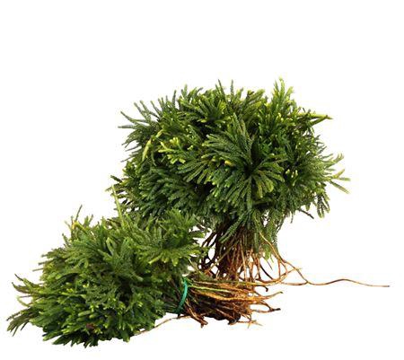 <h4>LYCOPODIUM</h4>