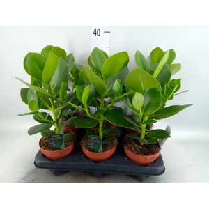 Clusia rosea 'Princess'