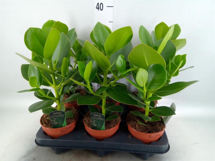 <h4>Clusia rosea 'Princess'</h4>