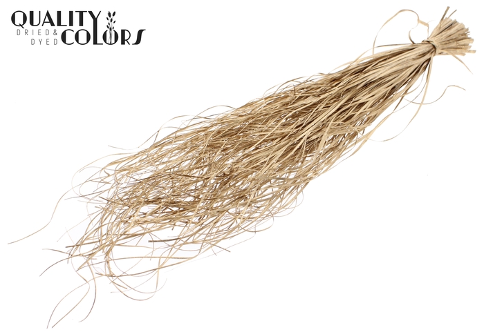 Beargrass dried per bunch Antique Gold