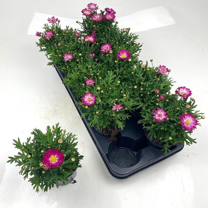 <h4>ARG MO DUPLO WHITE</h4>