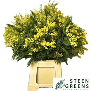 ACACIA BAILEYA BL BS