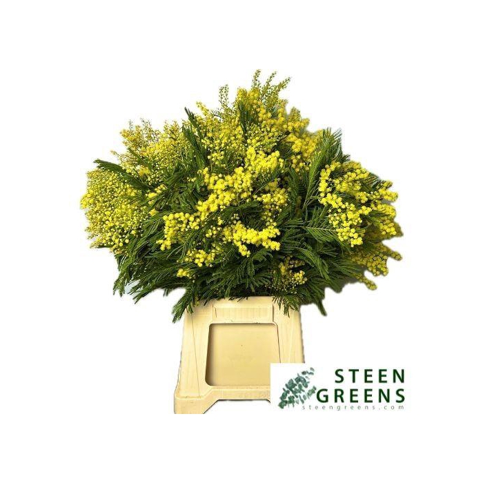 <h4>ACACIA BAILEYA BL BS</h4>