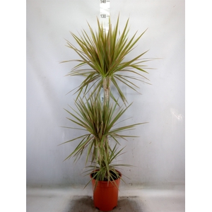 Dracaena marg. 'Bicolor'