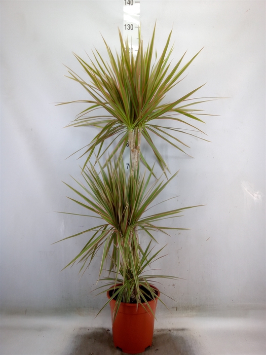 <h4>Dracaena marg. 'Bicolor'</h4>