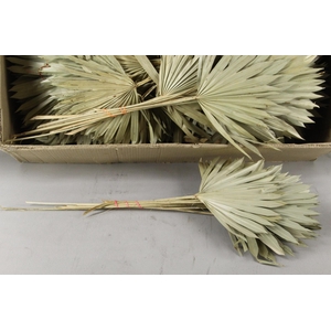 DF Palm Sun Medium Natural