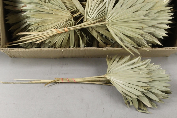 <h4>DF Palm Sun Medium Natural</h4>