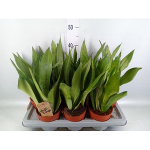 Sansevieria trifa. 'Moonshine'