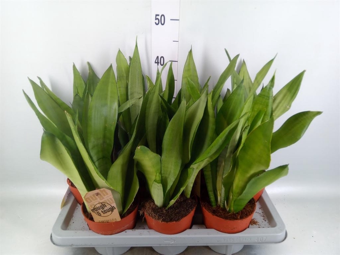 <h4>Sansevieria trifa. 'Moonshine'</h4>
