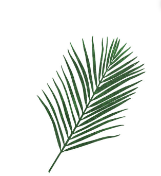 FOLHAGEM ARECA BAMBU