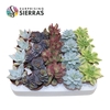 Sierra's® - Sevilla Succulent Mix (Deluxe)