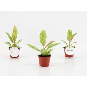 Philodendron Ring of Fire