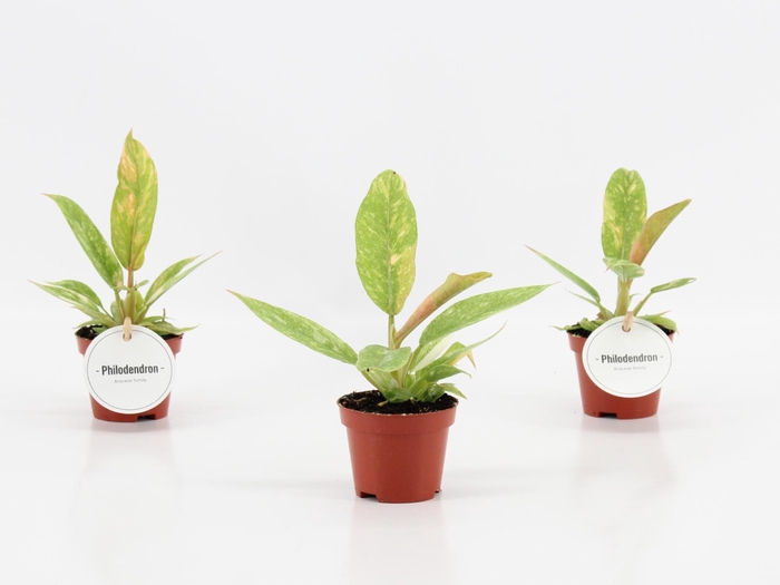 <h4>Philodendron Ring of Fire</h4>