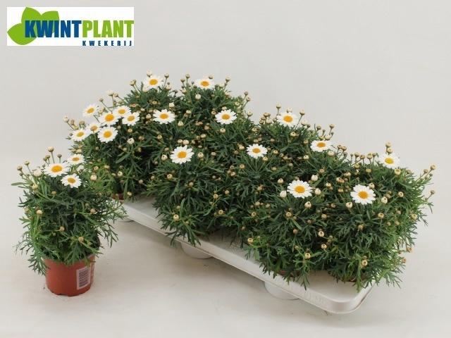 <h4>Arg La Rita C White</h4>