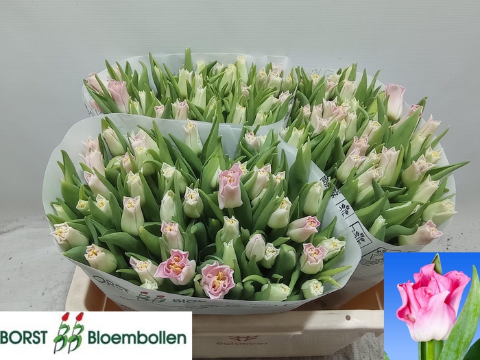 <h4>TU CO CROWN  DYNASTY</h4>