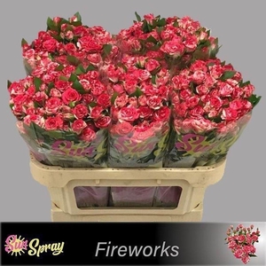 Rosa spray fireworks